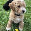 Teddy Poo puppies