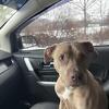 American pit bull 