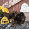 Shih Tzu Puppies