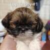 I Shih Tzu Not! You are going to fall in love 😍