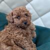 Red Mini Poodle (Peter)