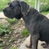 Cane Corso pups for sale