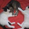 12 week old kittens