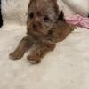 Female chocolate sable yorkie