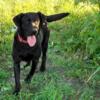 Male Black Labrador Retriever