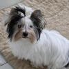 Snoopy yorkie boy