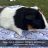 Various Guinea Pigs for Adoption!