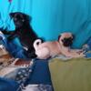 Pug puppies  September 2024