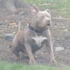 Champagne Tri American Bully