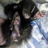 Skunk kits available soon