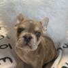 Great deal for Fluffy and merle Frenchies