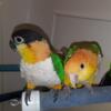 White bellied caique tame male