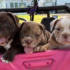 Merle Old English Bulldog puppies 