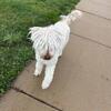 Goldendoodle