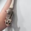 Sugar gliders New Jersey