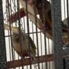 3 Beautiful 2024 Baby Conure