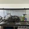 50 gal terrarium