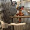 2 Quaker parrots