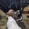 Boar Goat buckling kid male meat goat boy goats