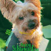 Female Yorkie