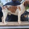 Red and White Male Beagle