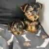 Duce n fluffy male toy size yorkies