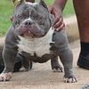 MICRO BULLY FOR STUD