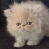 Handsome ELH Persian kitten KAFFIR