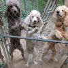Standard Poodles