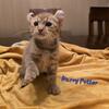 Tica registered non standard kittens