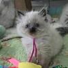 Registered Himalayan Kittens