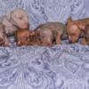 AMERICAN BULLY PUPPIES FOR SALE