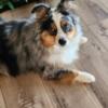 Mini Australian Shepherd 