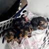 Yorkies puppies available for adoption