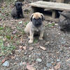 Full blooded English Mastiff's