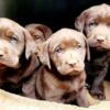 Beautiful Lab Puppies 