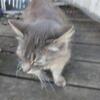 Cats/kittens