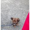 Shorkie tzu 