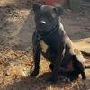 UPDATED PICTURES AND VIDEOS PUPS READY TO GO Amazing bloodline!