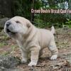 Rare Chinese Shar-Pei 