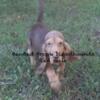 AKC Bloodhounds puppies for sale