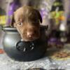 Chocolate lab puppies