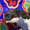 Great Dane Puppies Born 11/12/24