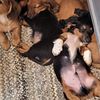 5 PUREBREAD MINI MALE DACHSHUNDS $400ea.