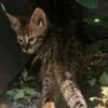 Exotic Savannah cats