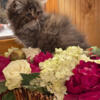 CFA Purebred Female Persian Kitten