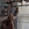Cockateil couple (will not seperate)
