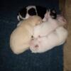 Chihuahuas puppies cute and sweet