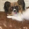 AKC Papillon Puppies due soon August 30