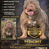 Pedigree Champion Blood Line